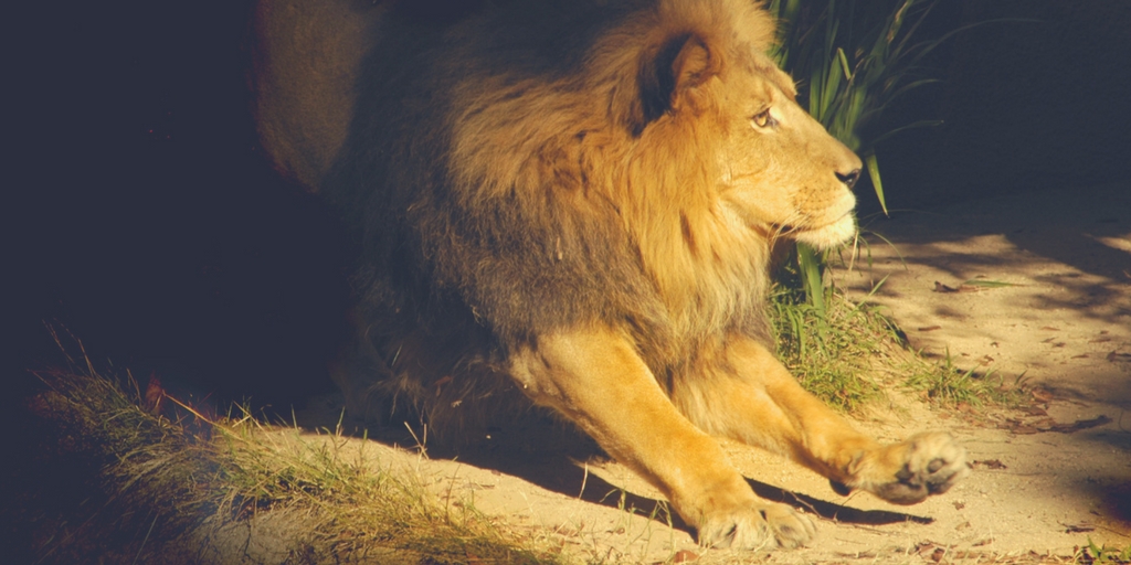 Have Black Gay Men Thrown Openly Gay Athletes to the Lion’s Den?